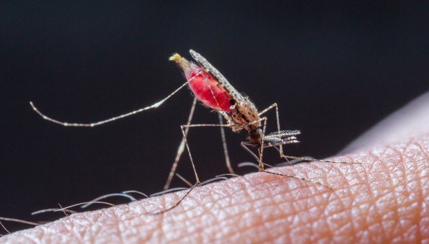 Co jeść, by nie smakować komarom?
