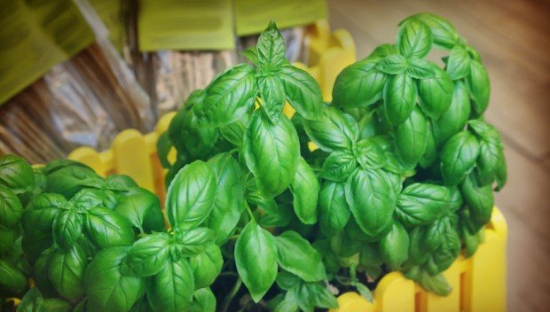 Dlaczego zioła z supermarketów tak szybko usychają?