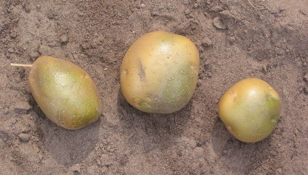 Dlaczego kiełkujące ziemniaki są dla nas niebezpieczne? Kliknij!