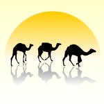 camelki