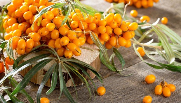 Rokitnik- owoce pełne zdrowia