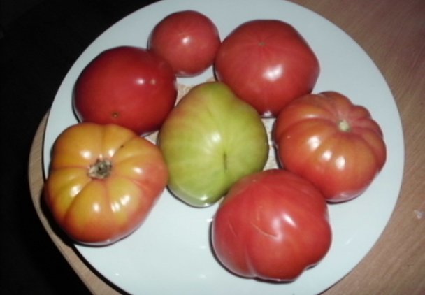 Pomidory - jak przyspieszyć dojrzewanie, gdzie przechowywać ostatnie zbiory