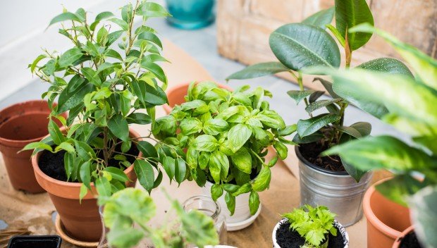 Pięć ziół, które zawsze warto mieć na parapecie