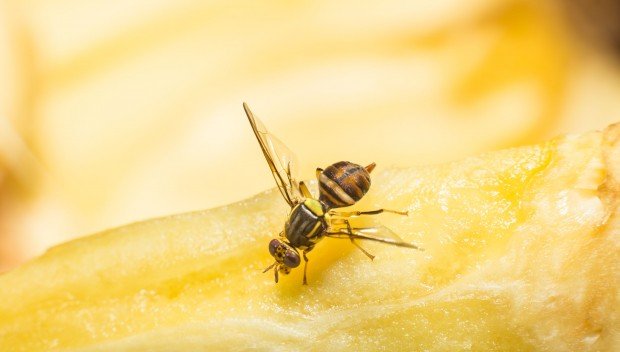 Muszki owocówki - jak się ich pozbyć?