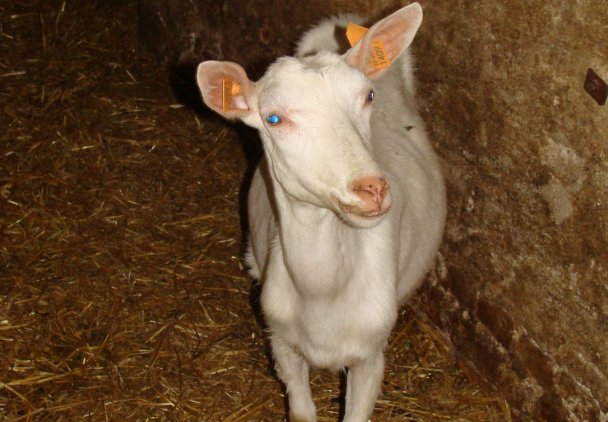Mleko kozie i przetwory z mleka koziego – alternatywa dla mleka krowiego...