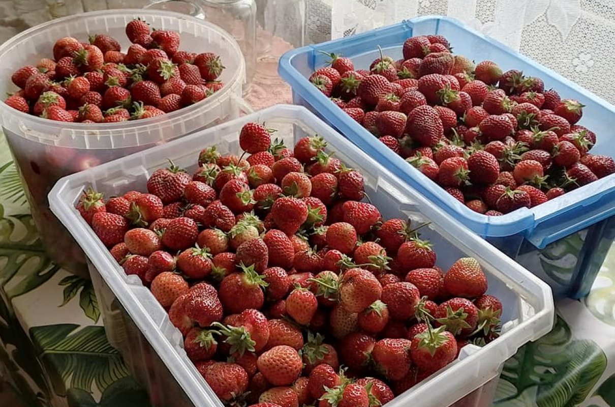 Kompot z truskawek na zimę
