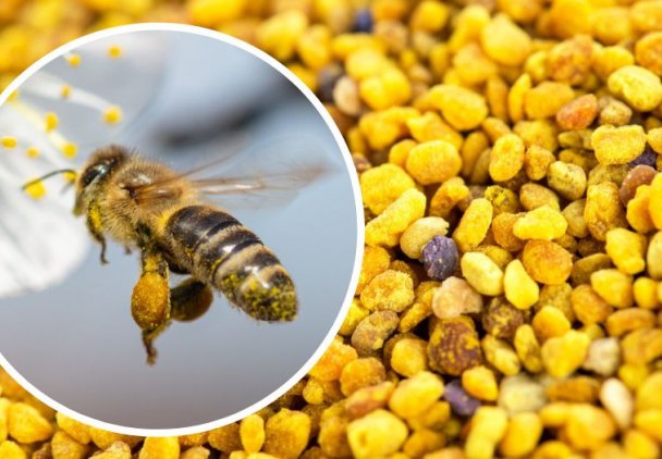 Regeneruje wątrobę, spala tłuszcz, ma wiele innych zalet. Jak stosować pyłek pszczeli?