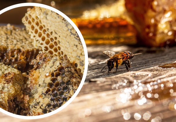 Co to jest propolis? Poznaj naturalne lekarstwo na wiele problemów zdrowotnych prosto od pszczół