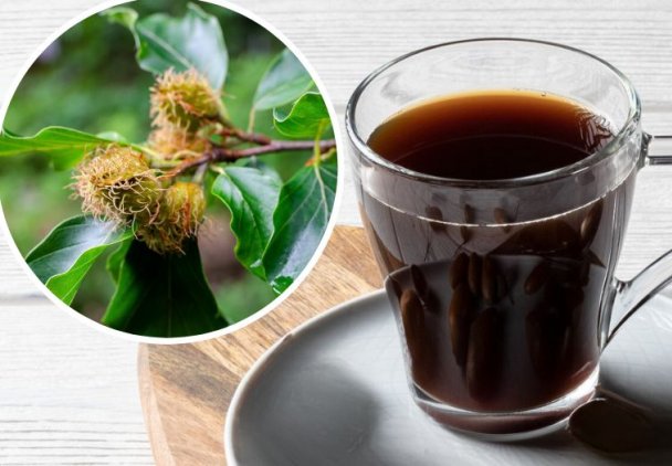 We Francji parzą z niej zamiennik kawy, w Niemczech tłoczą olej. Bukiew, drobne orzeszki o szczególnej mocy - co z nich zrobić?