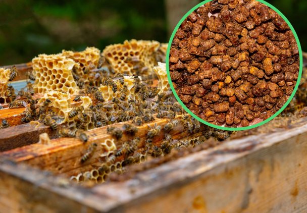 Co to jest pierzga pszczela i jak działa na zdrowie?