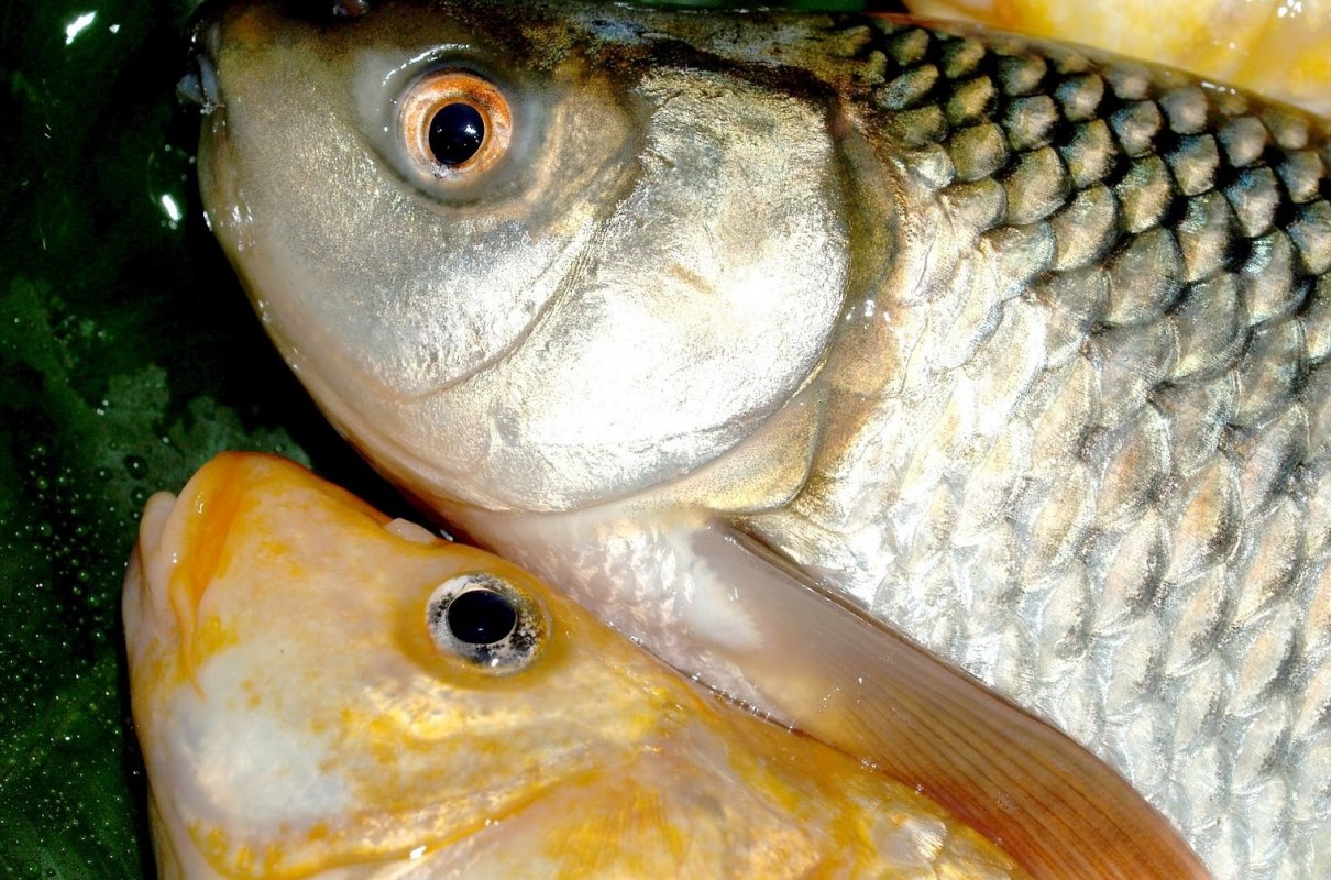 Karp z chrzanem.