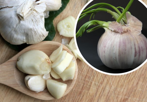 Czy można jeść kiełkujący czosnek? Odpowiedź może niektórych zaskoczyć