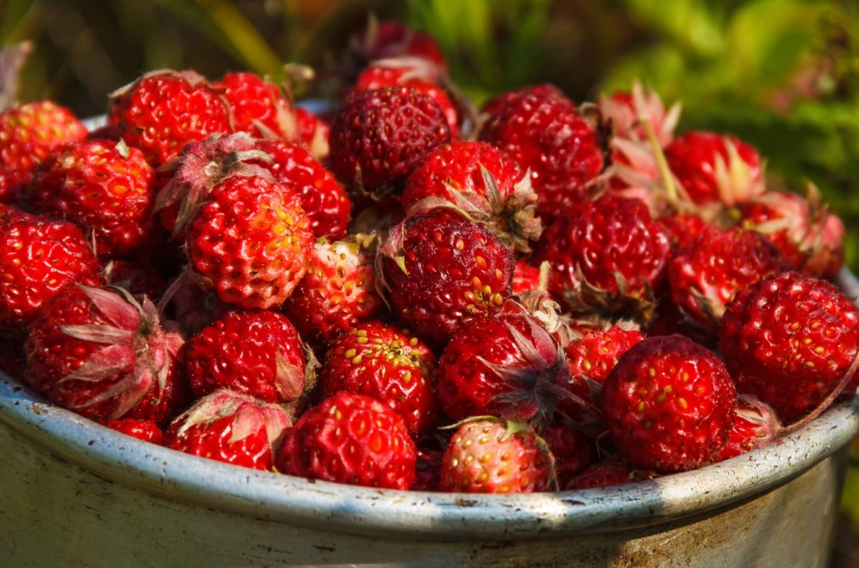 Owocuje dłużej niż truskawka, a my o niej zapomnieliśmy. Pomaga w odchudzaniu, wzmacnia i dba o serce