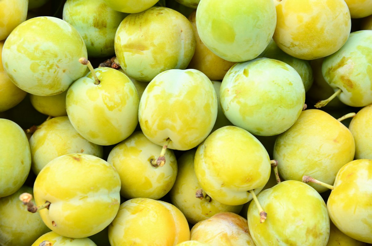 Babcie uwielbiały tę odmianę śliwy. Najlepsza do przetworów, ciasta wychodzą obłędne