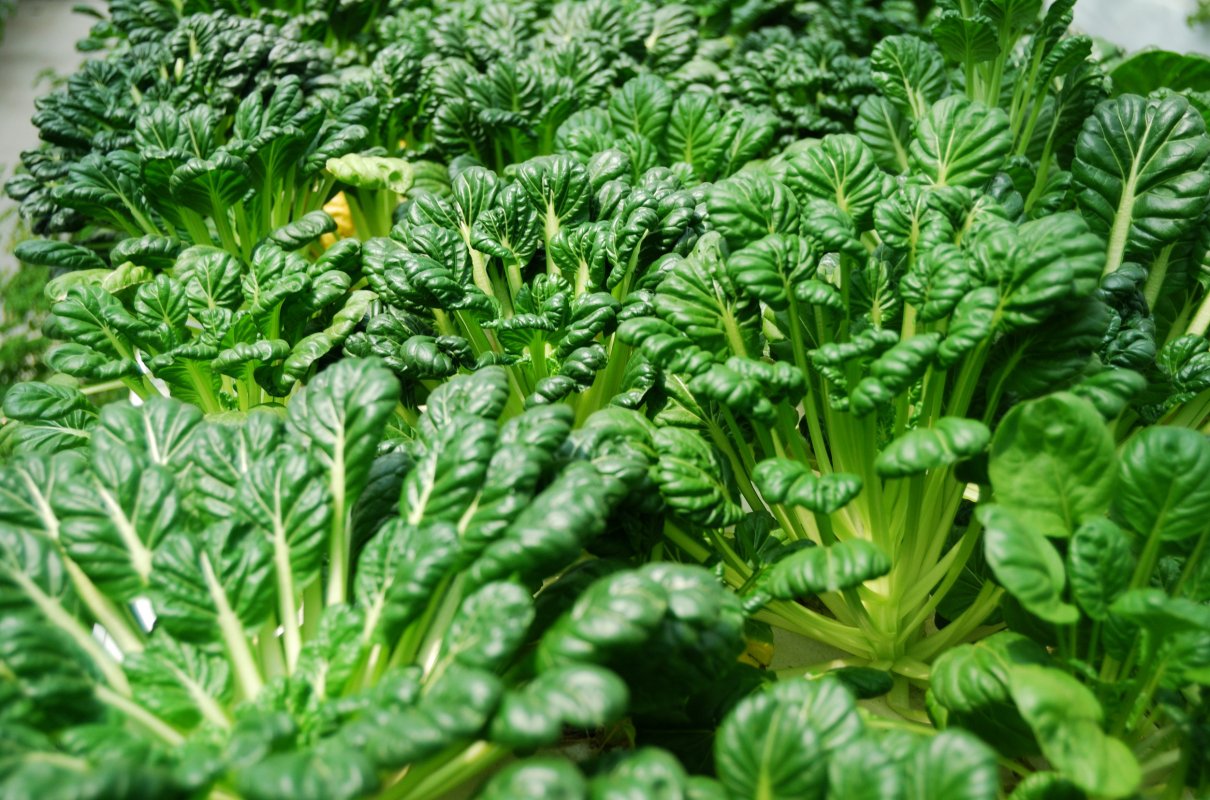 Możesz jeść na surowo, na ciepło, a choćby marynować. Ma dużo błonnika, wspomaga trawienie i wzrok