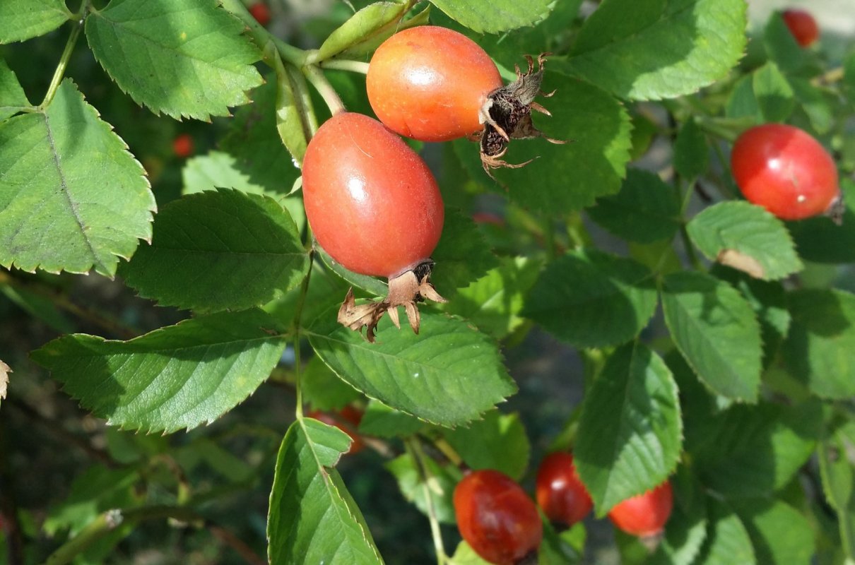 Jesienny owoc dla seniora, pomaga w tworzeniu kolagenu. Można dodawać do herbaty albo zrobić sok