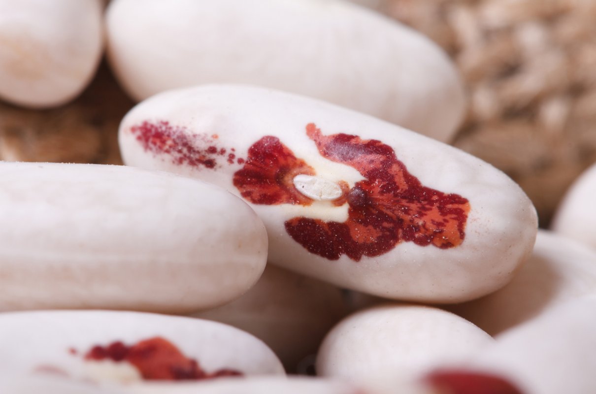 Jej uprawa była kiedyś zakazana. Dziś ma ważne miejsce, dba o serce i chroni przed zakrzepami