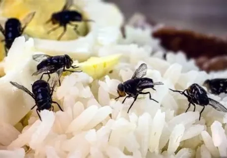 Ryż z muchami i połową jajka