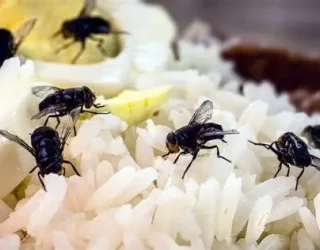 Ryż z muchami i połową jajka