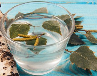 Pierwszy polski superfood. Sok z brzozy czyści organizm jak nic innego