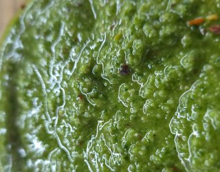 Pesto z pietruszki
